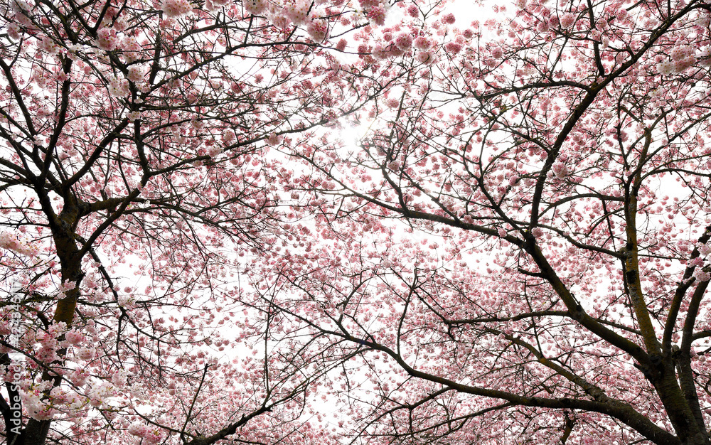 Cherry Blossoms - looking up in the springtime Cherry Blossoms - looking up in the springtime