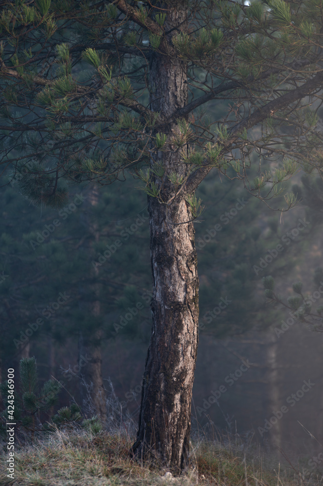 Fototapeta premium trees in the forest