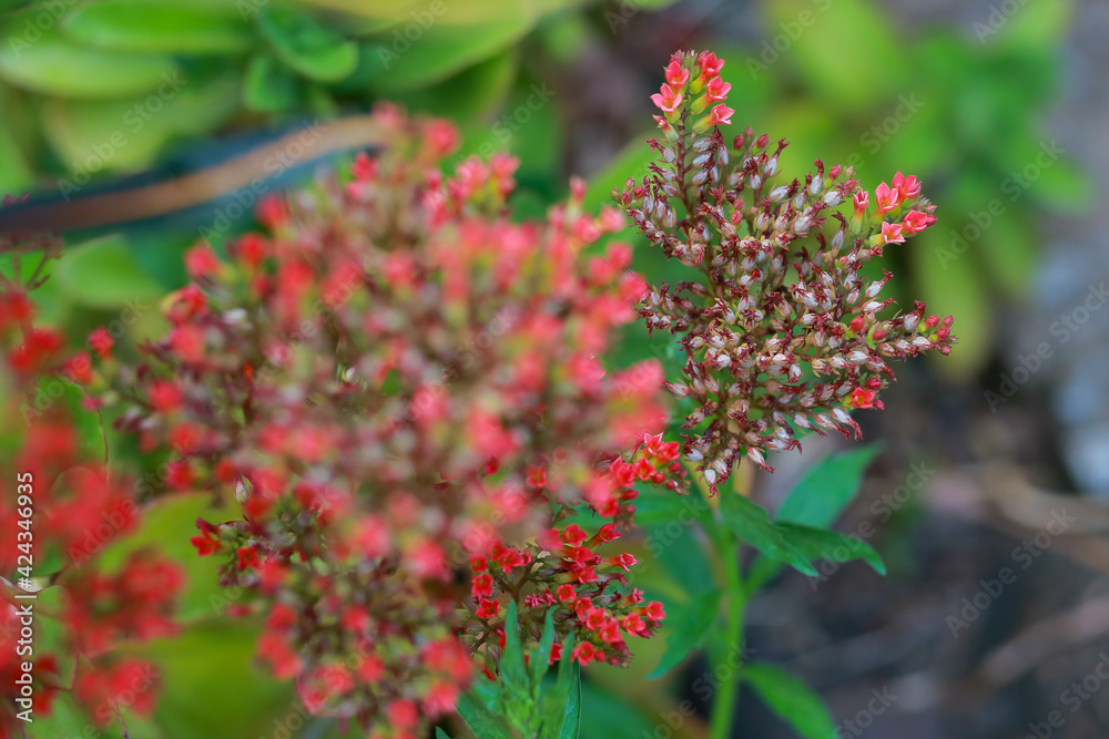 Small, red, beautiful, close-up flowers in Flora. The backyard garden Looks and feels Small, red, beautiful, close-up flowers in Flora. The backyard garden Looks and feels