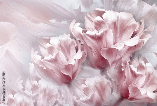 Fototapeta Naklejka Na Ścianę i Meble -  Tulips pink  flowers  on white background.  Floral  spring  background.  Close-up. Nature.