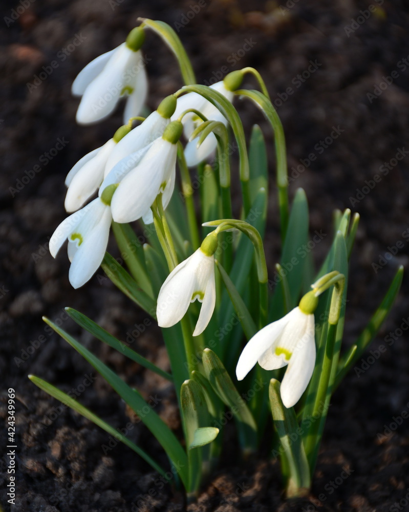 The snow-white snowdrops are wonderful spring flowers. The snow-white snowdrops are wonderful spring flowers.