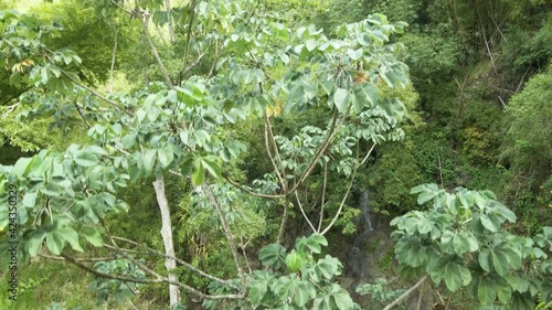 Descending aerial of a girl sitting at the roadside in the forest with a waterfall cascading down the mountain on the Caribbean island of Tobago photo