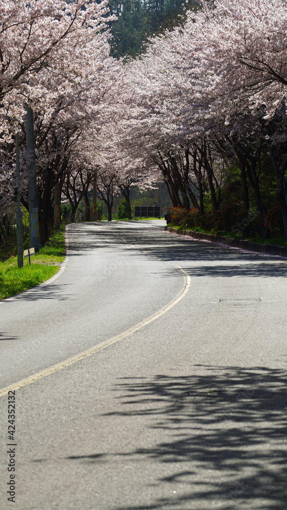 cherry blossoms blooming on both sides of the country road