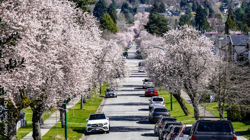 1.5km long street with Cherry blossom in full bloom from West end
