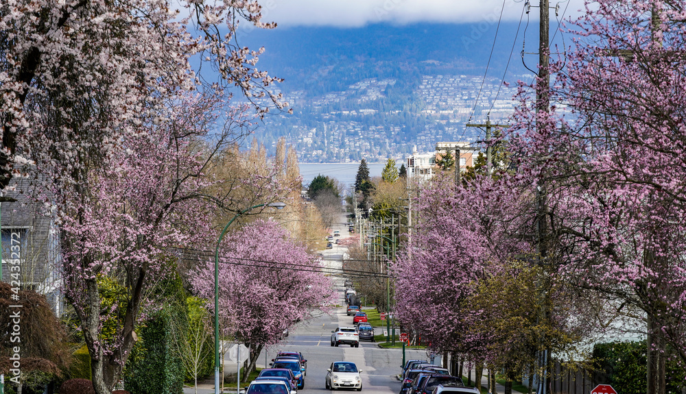 Fototapeta premium Cherry Blossom Street Corridor view to waterfront and mountain from high elevation
