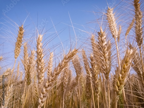Close - Up of wheat ears growing on field against sky