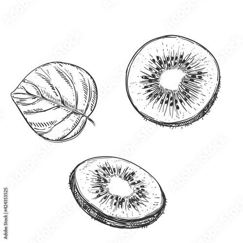 Hand drawn sketch black and white kiwi fruit, slice. Vector illustration. Elements in graphic style label, card, sticker, menu, package. Engraved style illustration.