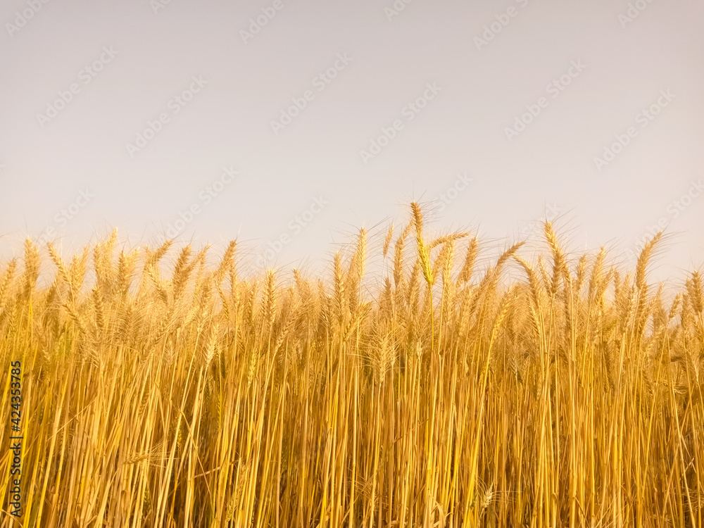 Yellow wheat ears on a field. Ripening ears wheat. Agriculture.  