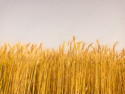 Yellow wheat ears on a field. Ripening ears wheat. Agriculture.  