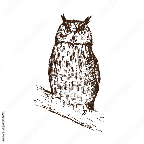 Hand drawn owl sitting on branch, vector illustration