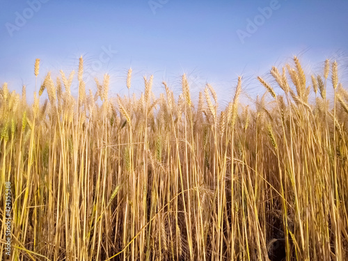 natural background with ripe ears and grains of wheat matured on a crop agricultural field on a Sunny summer day