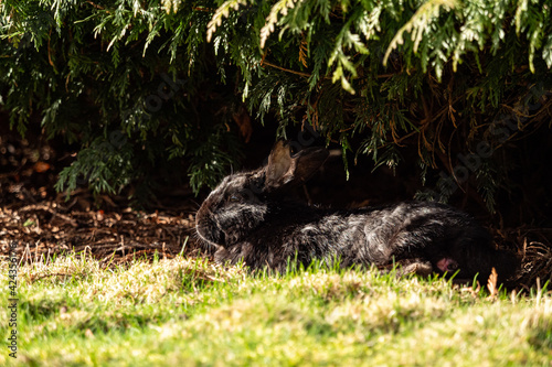 one cute black rabbit resting under the shade of pine tree in the park on a sunny day