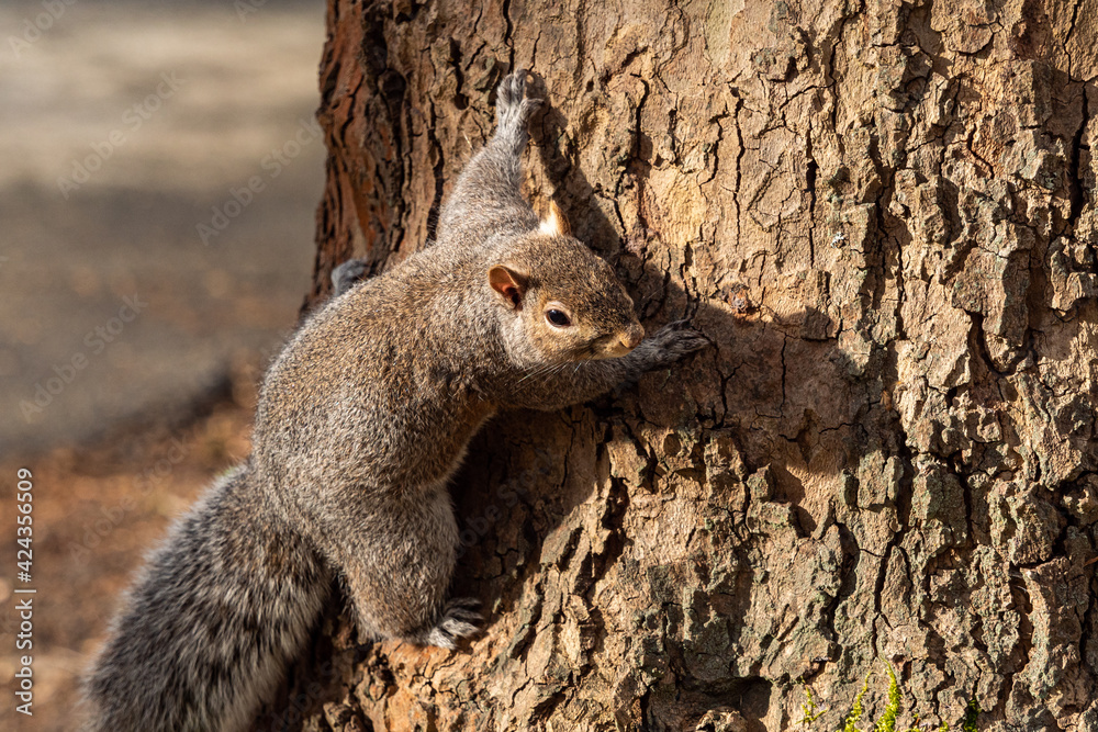 close up of a cute grey squirrel cling on the tree trunk in the park on a sunny day close up of a cute grey squirrel cling on the tree trunk in the park on a sunny day