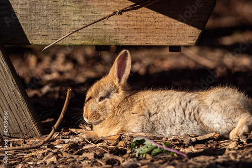 close up of an adorable brown bunny laying on the wood chips filled ground near the bench enjoy some afternoon sun