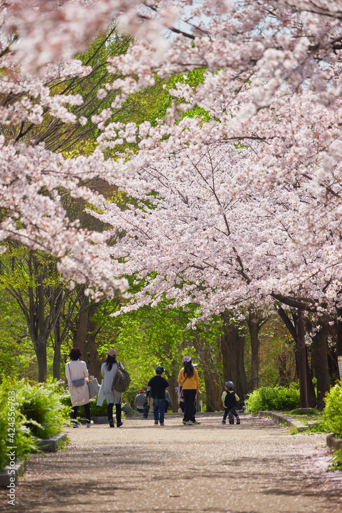 Fototapeta premium 春の桜満開の公園で花見している人々の姿