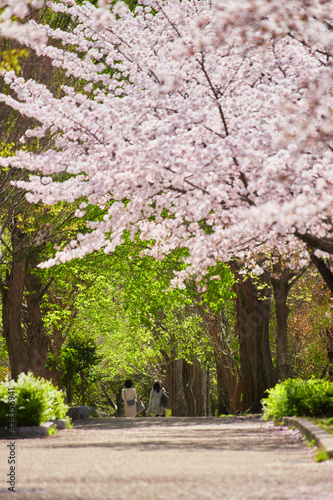 春の桜満開の公園で花見している人々の姿