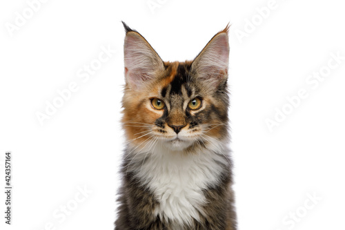 Portrait of Red Maine Coon Cat, Gazing on Isolated White Background