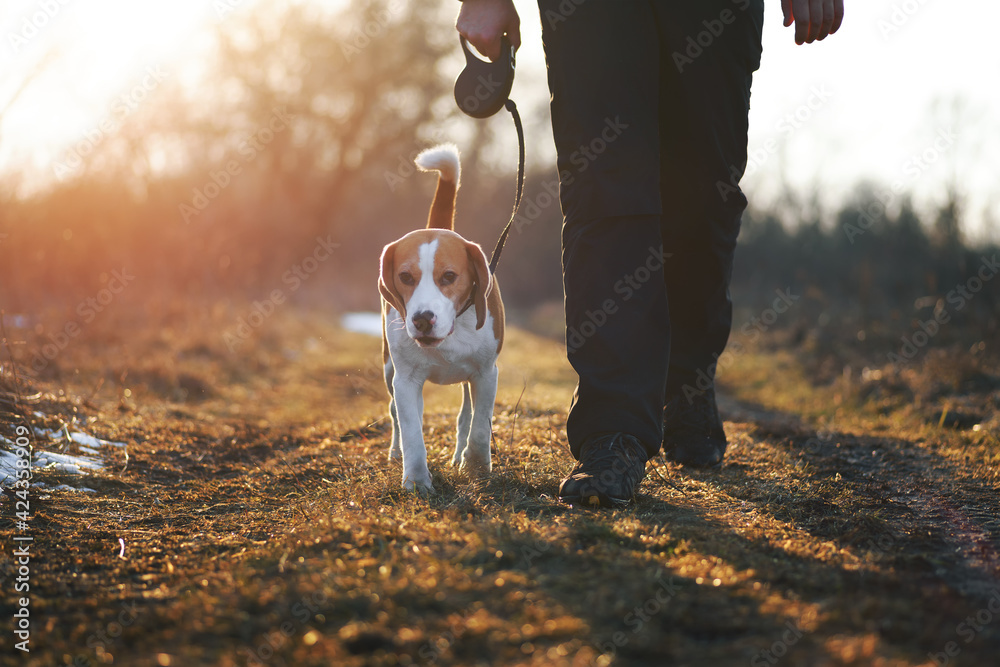 Beagle hot sale leash training