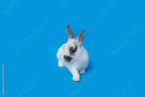 Fototapeta Naklejka Na Ścianę i Meble -  white rabbit on blue background