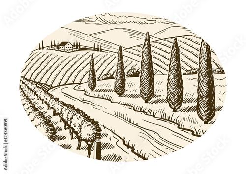 Rural landscape. Grape fields. Cypress trees. Hand drawn sketch. Vintage style. Vector illustration isolated on color background.