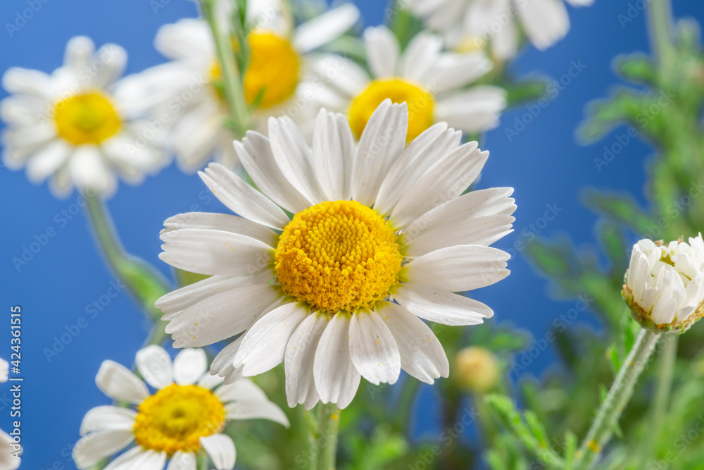 Fototapeta premium Blooming flower heads of chamomile close-up.