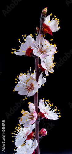 Blooming apricot branch on black background.  Symbol of life beginning and the awakening of nature.