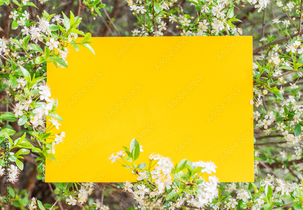 Yellow paper blank between cherry branches in blossom. Yellow paper blank between cherry branches in blossom.