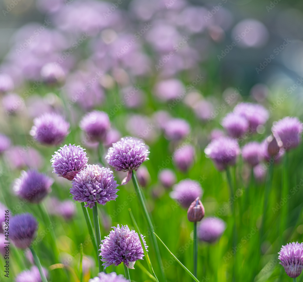 Allium blooming purple onion plant. Nature background. Allium blooming purple onion plant. Nature background.