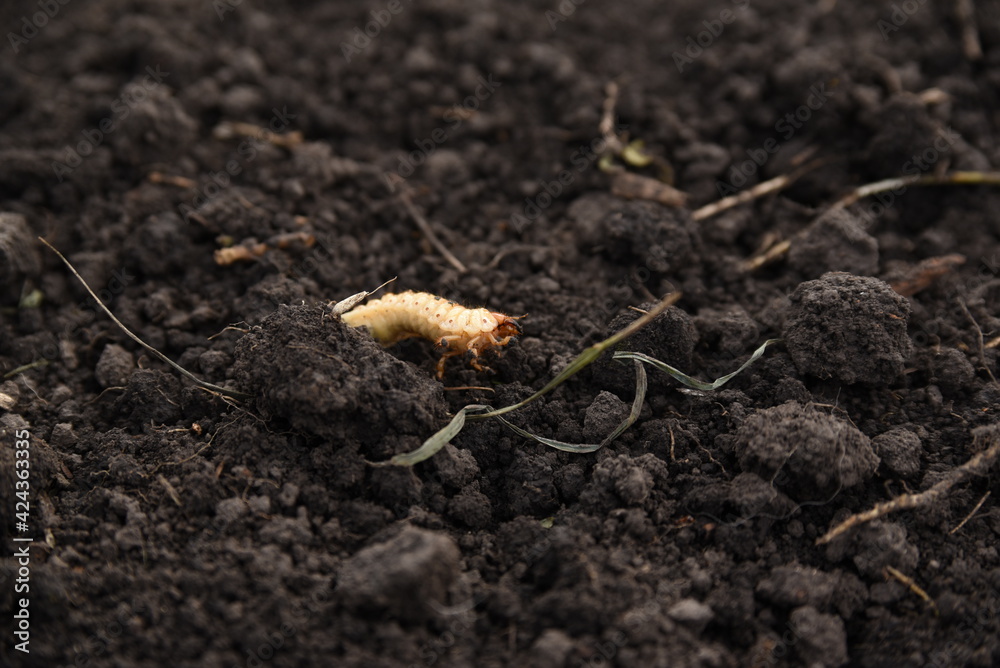 may beetle larva on black excavated ground may beetle larva on black excavated ground