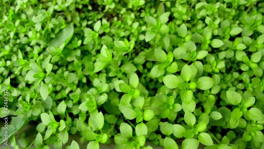 Natural tree leaves slowly swayed by wind blow. Green leaves background. Slow motion, copy space. Natural tree leaves slowly swayed by wind blow. Green leaves background. Slow motion, copy space.