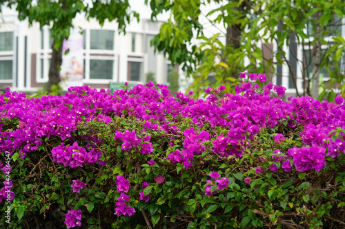 Fototapeta Naklejka Na Ścianę i Meble -  Blooming bougainvillea flowers. Floral background. Violet bougainville flowers blooming in the park in Malaysia.
