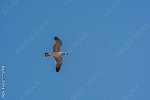 Seagull flying high above in beautiful blue sky.