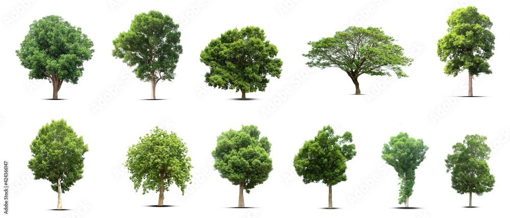 Fototapeta premium set of trees isolated on white