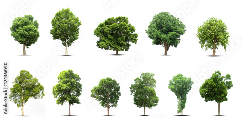 set of trees isolated on white background