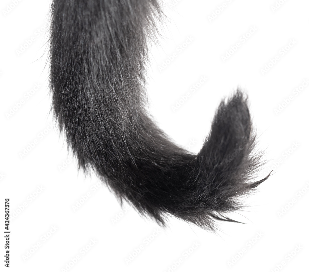 Black cat tail isolated on white Black cat tail isolated on white