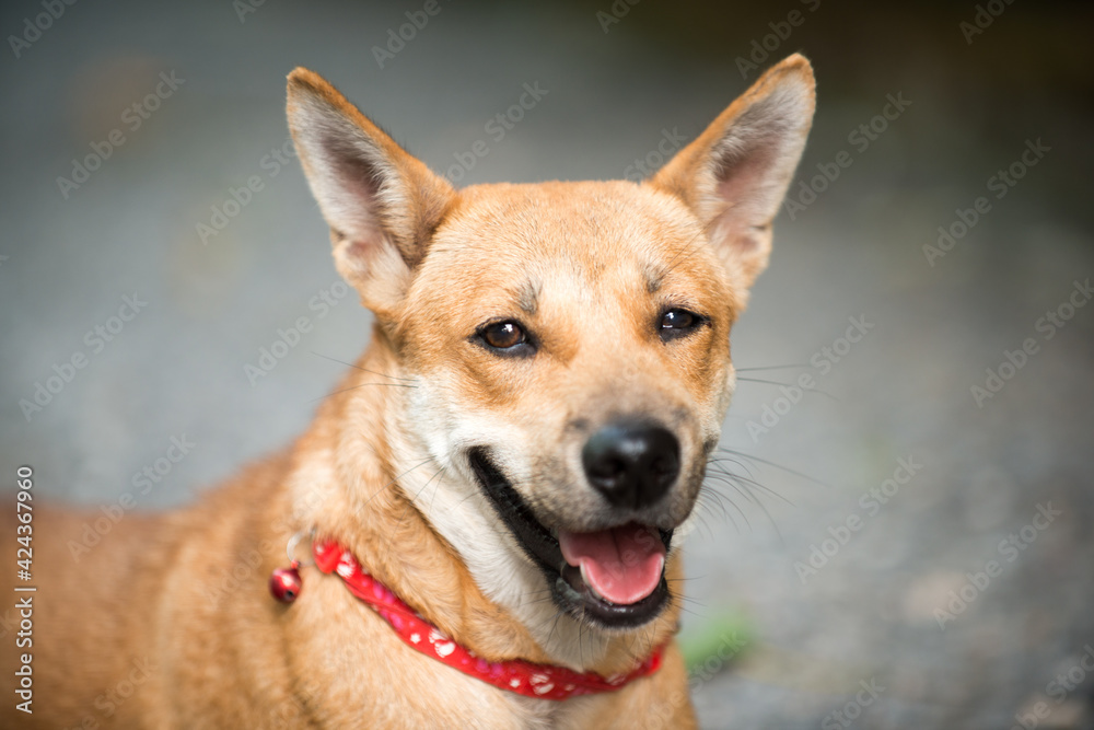 The dog smiled in the sand. The dog smiled in the sand.