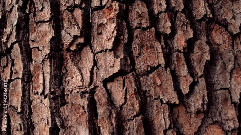 Texture of tree trunk 
Close up of texture of an old oak tree bark
