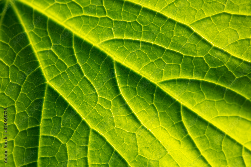 Close up of green leaf as background. Close up of green leaf as background.