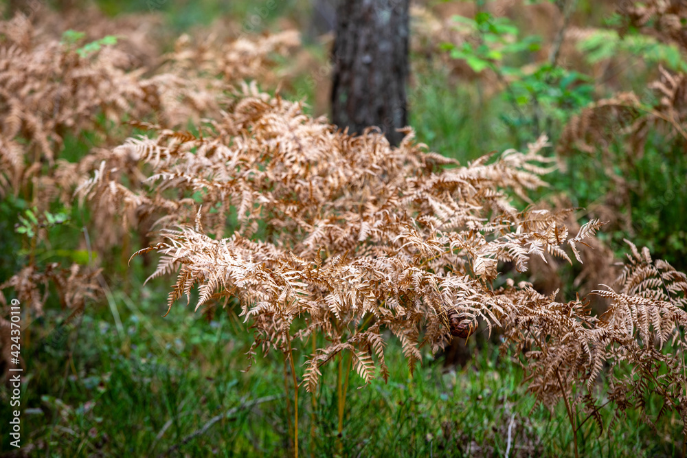 Autumn has come to the forest. Fern leaves turned yellow Autumn has come to the forest. Fern leaves turned yellow