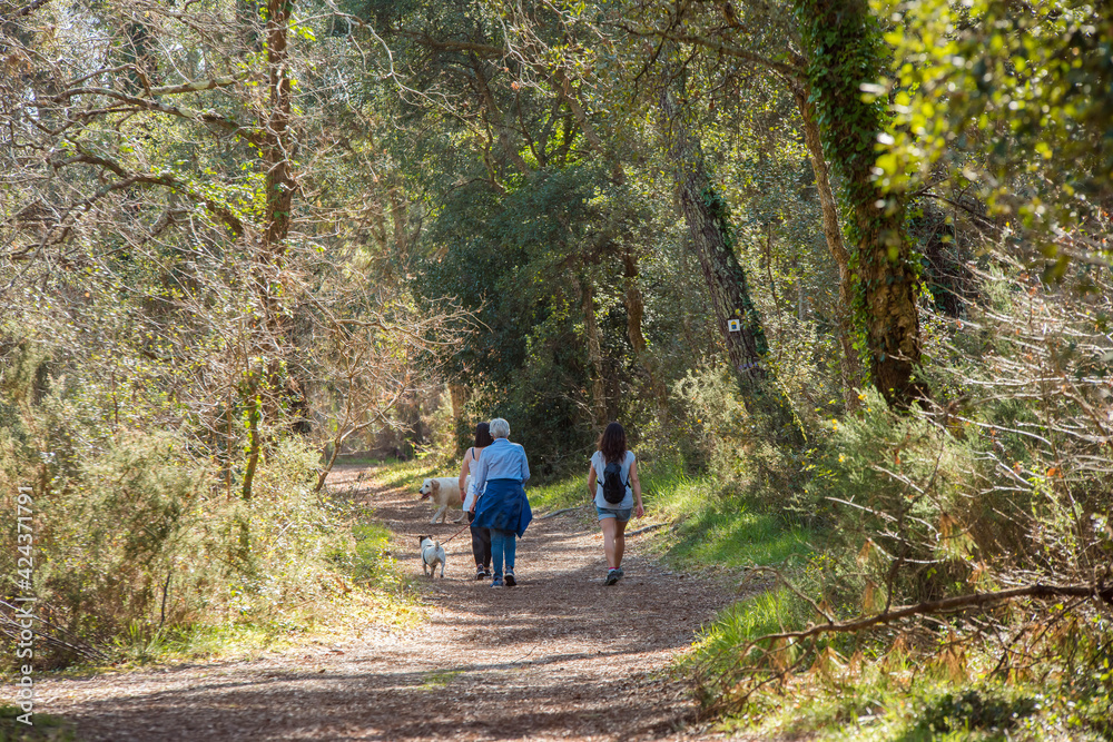 family walk in the Landes forest family walk in the Landes forest
