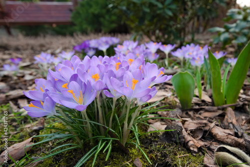 A dense group of purple crocuses in the garden 