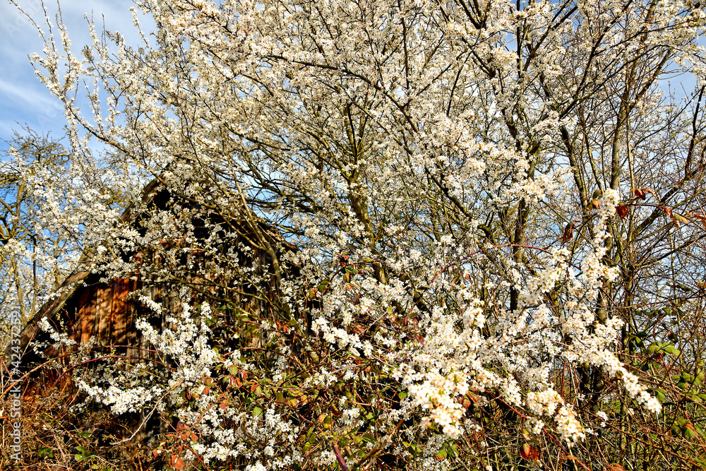 wild mirabelle blossom in springtime in front of an old barn wild mirabelle blossom in springtime in front of an old barn