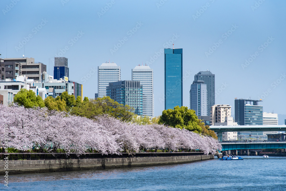 Fototapeta premium 大川沿いの高層ビルと桜