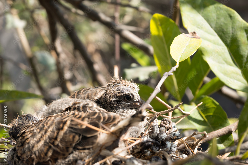 Fototapeta premium spider on a tree