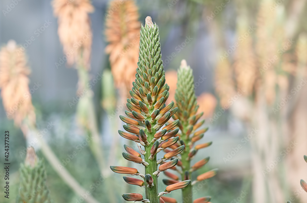 the aloe flower blooms in the greenhouse