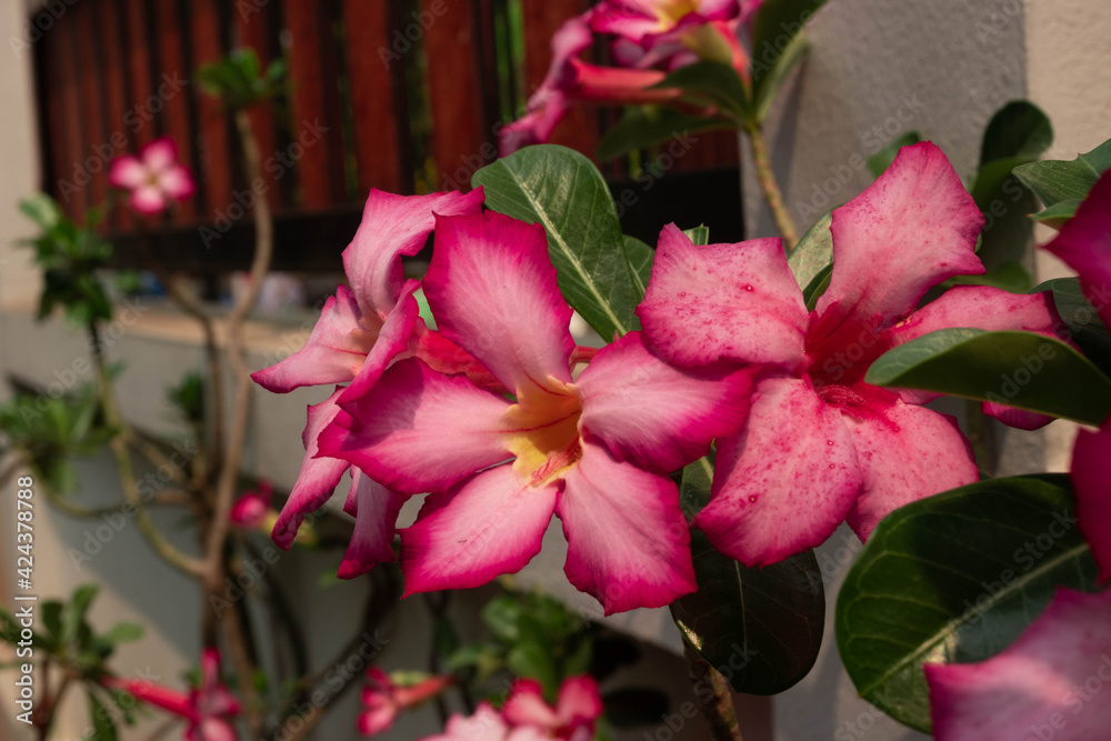 pink flowers in a garden pink flowers in a garden