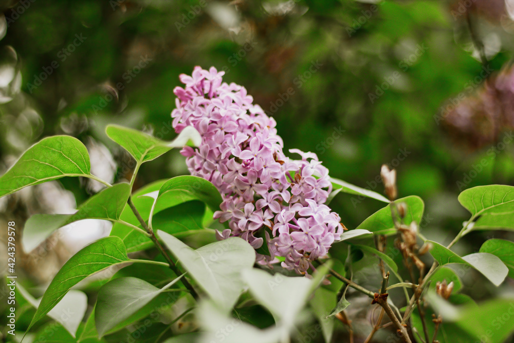 flowers of a lilac flowers of a lilac