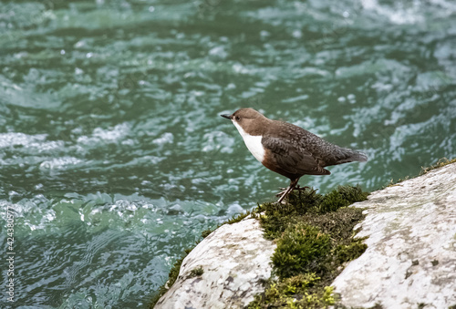 White-throated dipper at Erlauf River in Lower Austria
