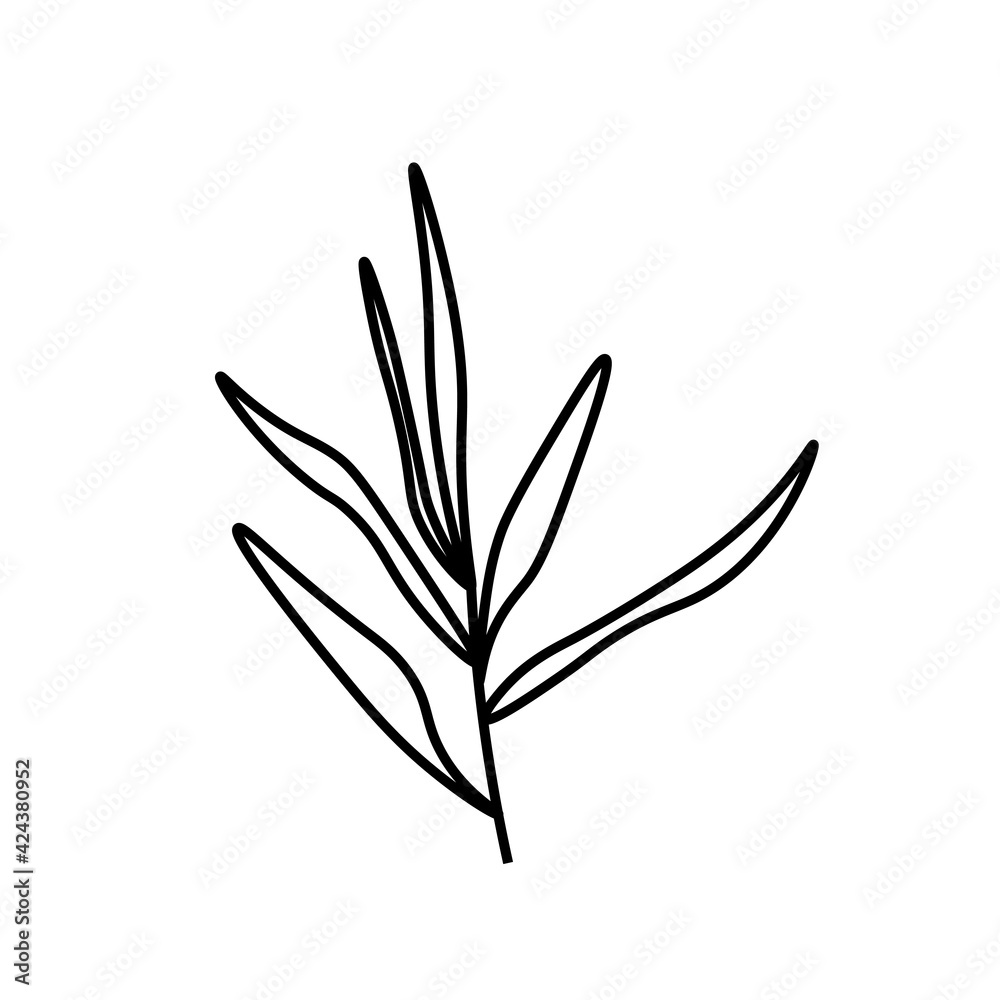 Vector minimalist plant leaf reed with a black line.One autumn simple hand drawn illustration on white isolated background in doodle style.Design for packaging,web,social media,posters,postcards. Vector minimalist plant leaf reed with a black line.One autumn simple hand drawn illustration on white isolated background in doodle style.Design for packaging,web,social media,posters,postcards.