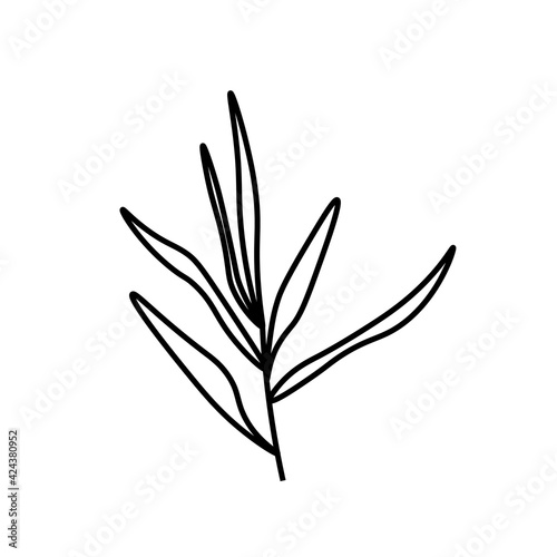 Vector minimalist plant leaf reed with a black line.One autumn simple hand drawn illustration on white isolated background in doodle style.Design for packaging,web,social media,posters,postcards.
